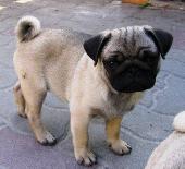 Mopsz kiskutya Mopsz kiskutya